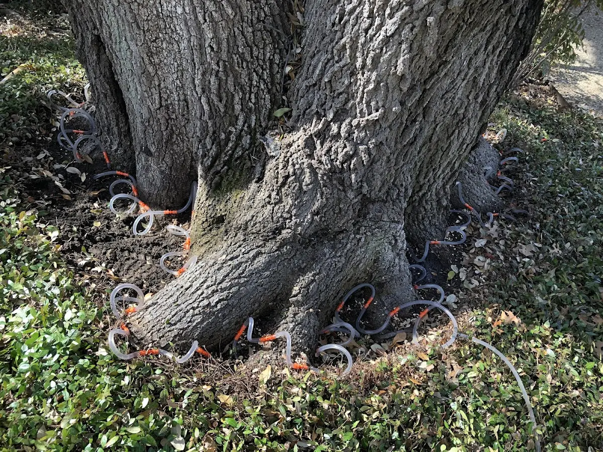 Detailed Tree Cabling and Bracing job site in Filer City